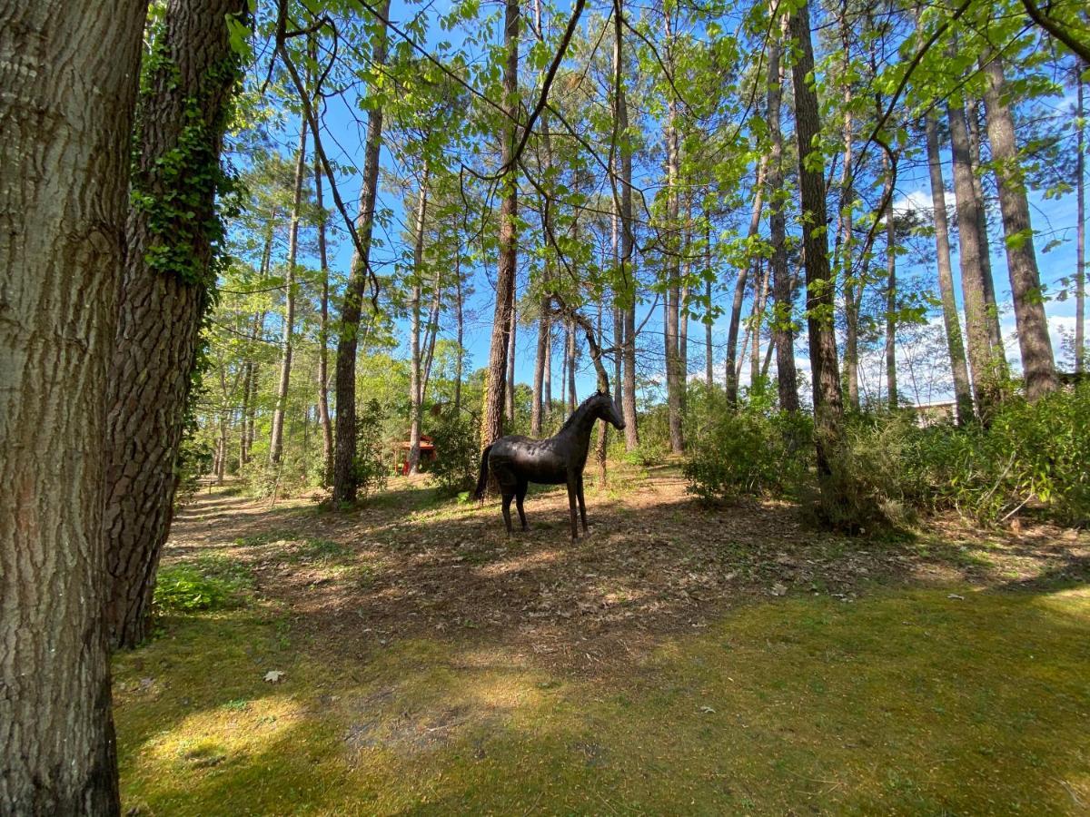 Le Petit Poulailler Au Beau Milieu Des Pins Villa Lacanau Exterior foto